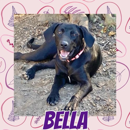 BELLA LEA - Labrador Retriever available for adoption