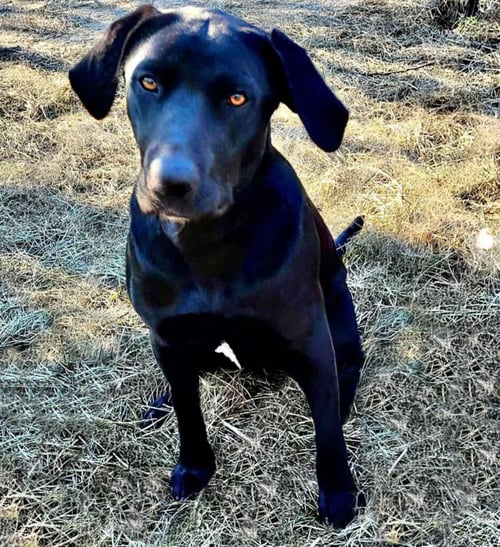 BELLA LEA - Labrador Retriever available for adoption