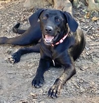 Bella Lea - Photo 3