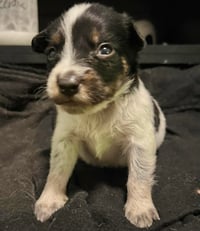 Loki - Photo 4