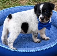 Loki - Photo 3