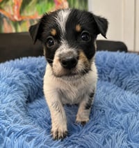 Loki - Photo 2
