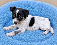 Loki - Photo 1