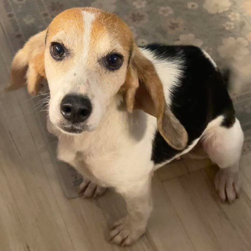 DAISY - Beagle available for adoption