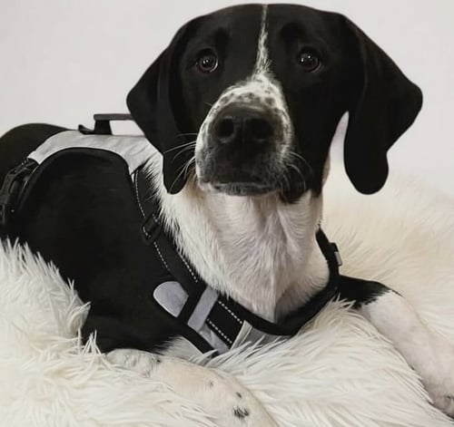 CRAWFORD - Labrador Retriever available for adoption