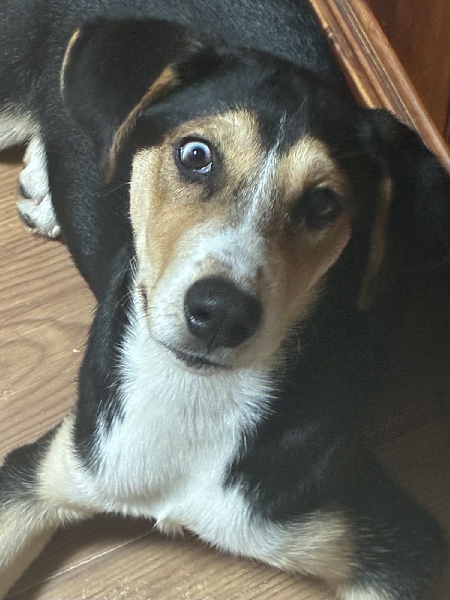 MILLIE - Husky available for adoption