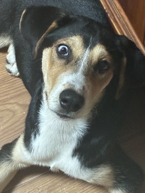 MILLIE - Husky available for adoption