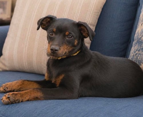 BRADY - Rat Terrier available for adoption
