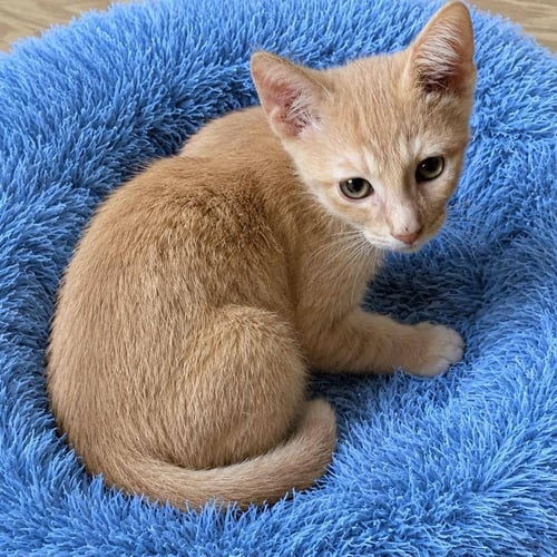 TROOP - Domestic Short Hair available for adoption