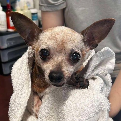 MISSY MAE - Chihuahua available for adoption