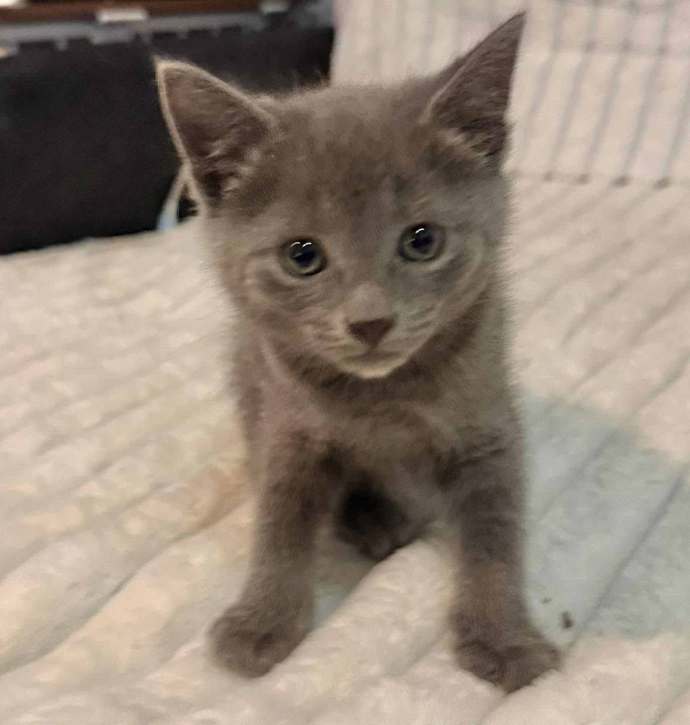 TOOTSIE - Domestic Short Hair available for adoption