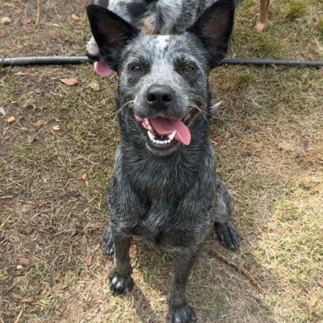 HANK - Australian Cattle Dog/Blue Heeler available for adoption