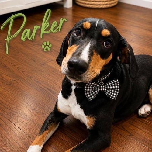 PARKER - Labrador Retriever available for adoption