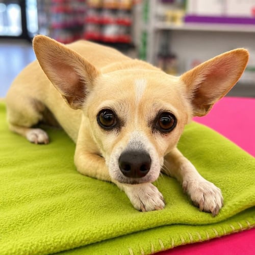 TIA - Chihuahua available for adoption