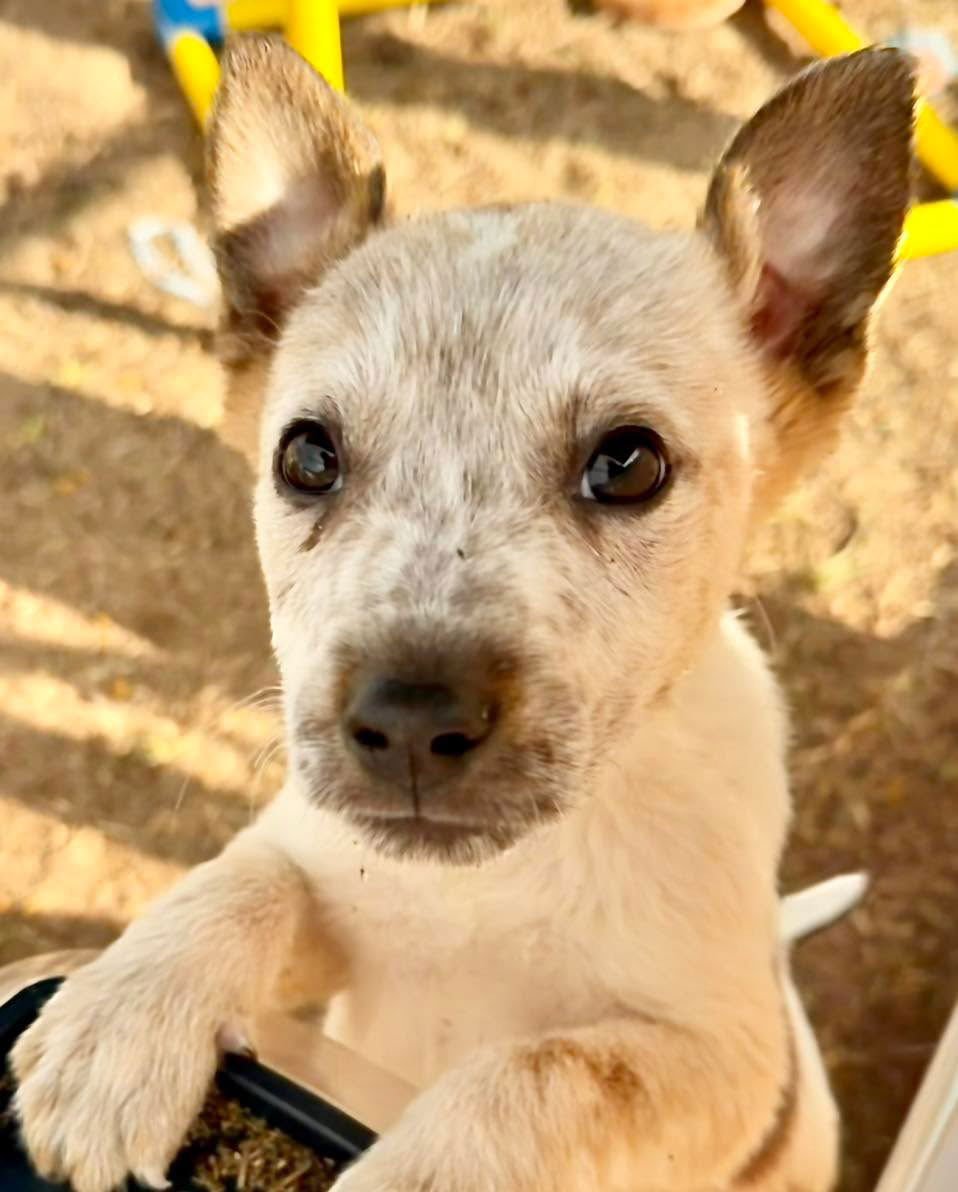 INGRAM - Australian Cattle Dog/Blue Heeler available for adoption