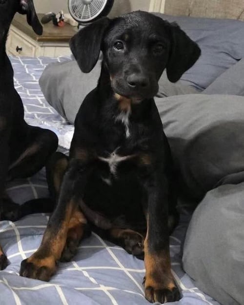 MOSES - Black Labrador Retriever available for adoption