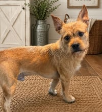 Toby - Photo 2