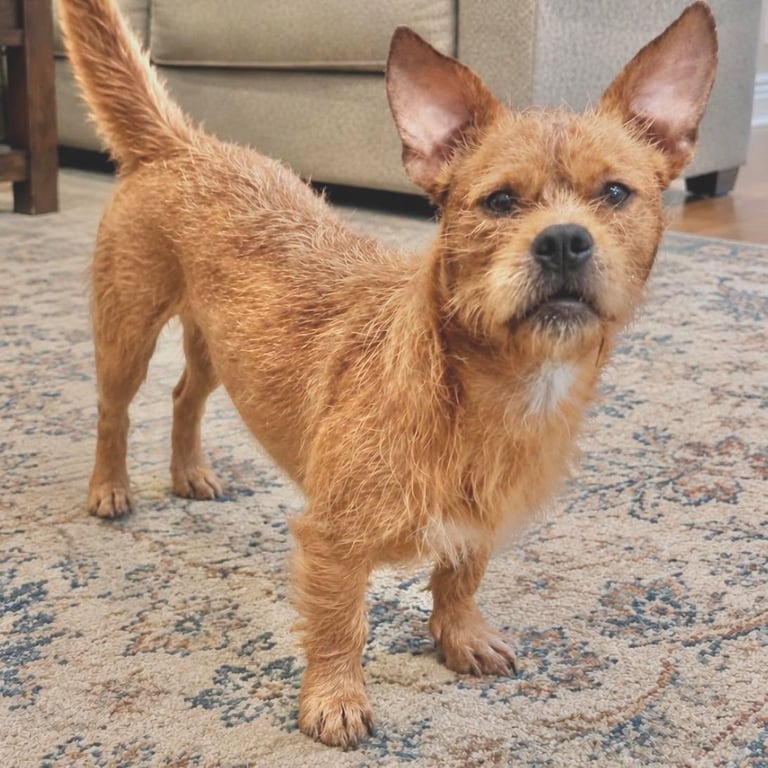 Toby Image