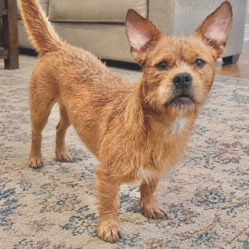 TOBY - Wirehaired Fox Terrier available for adoption