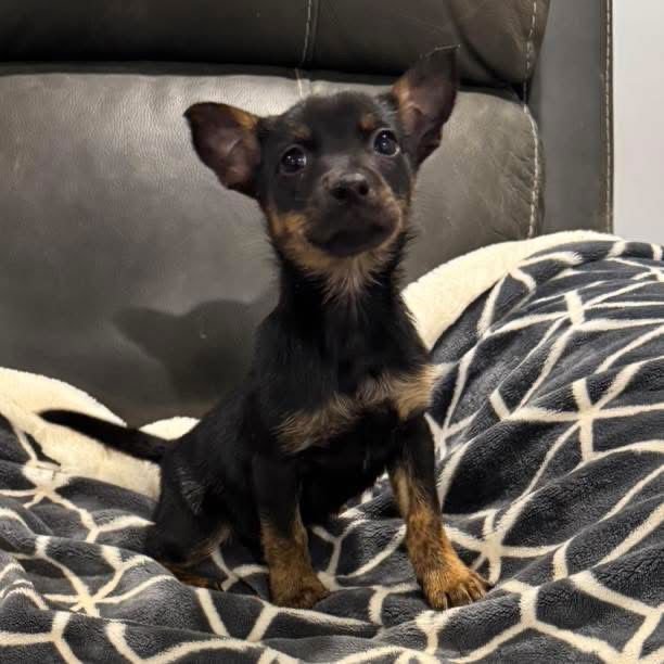 KODI - Terrier available for adoption