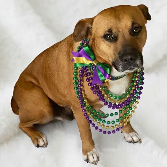 MOMMA - Black Mouth Cur available for adoption