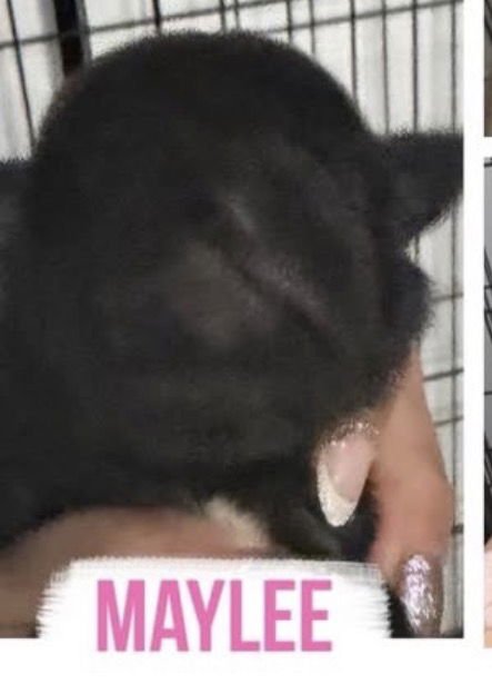 MAYLEE - Labrador Retriever available for adoption