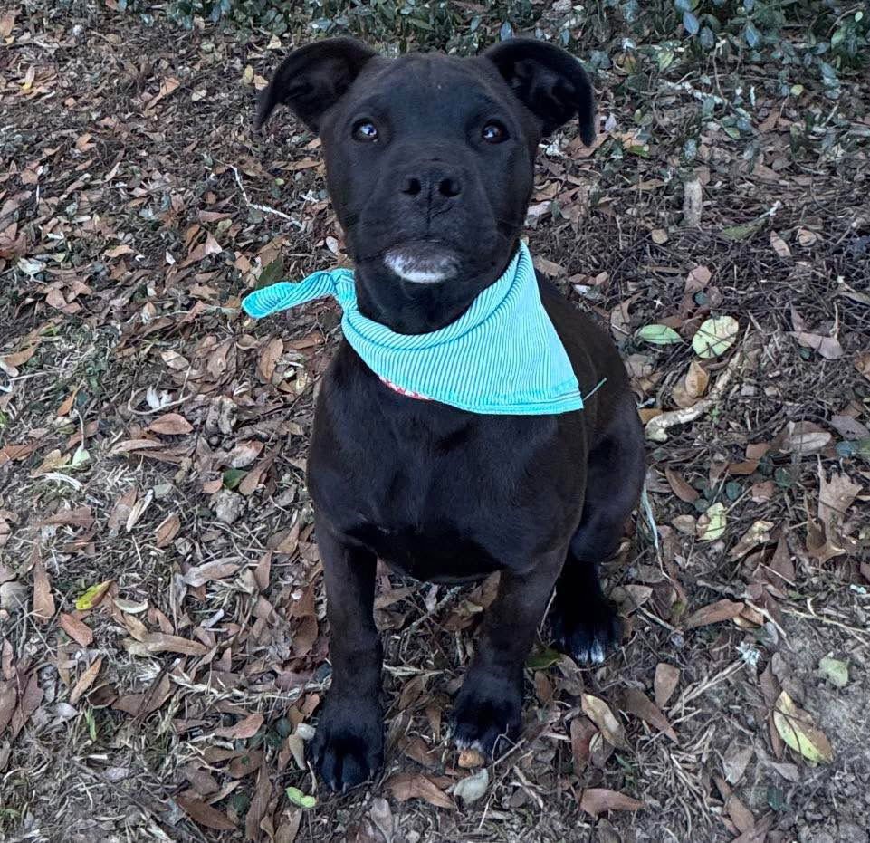 BUDDY - Boxer / Terrier available for adoption