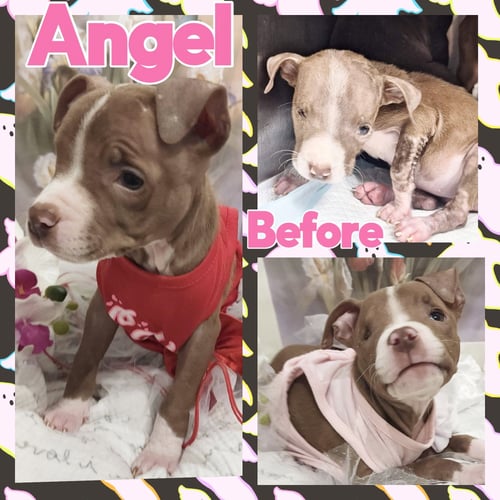ANGELIC AKA ANGEL - Bulldog available for adoption