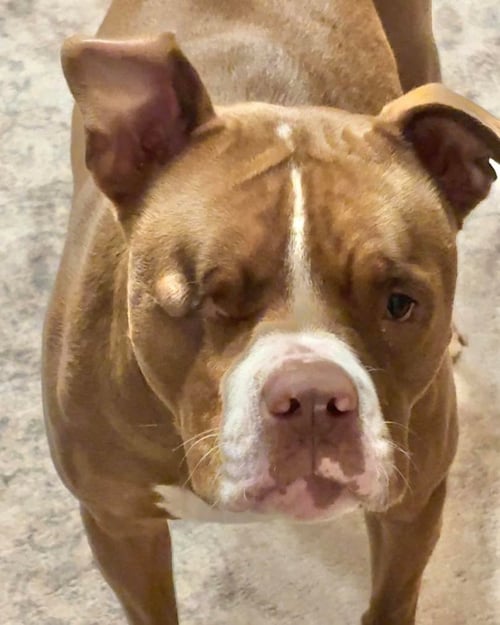 ANGELIC AKA ANGEL - Bulldog available for adoption
