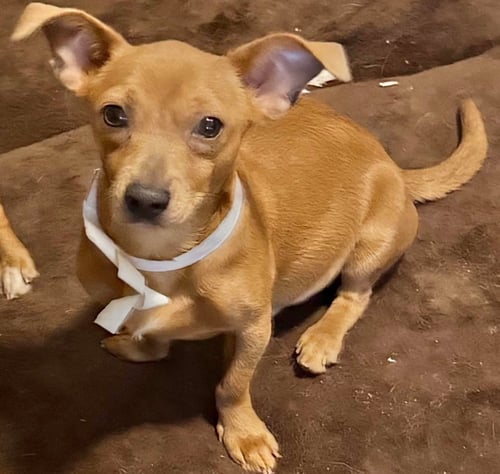 CHOCO - Dachshund / Chihuahua available for adoption