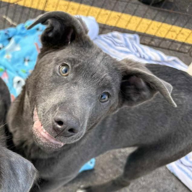 PEPPER - Labrador Retriever available for adoption