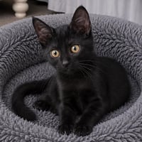 Dandi - Photo 2