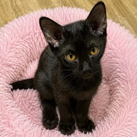 Dandi - Photo 1