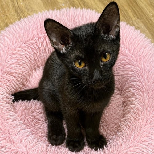 DANDI - Domestic Short Hair available for adoption