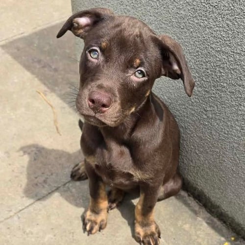 MALLORIE - Labrador Retriever available for adoption