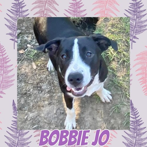 BOBBIE JO - Labrador Retriever / Border Collie available for adoption