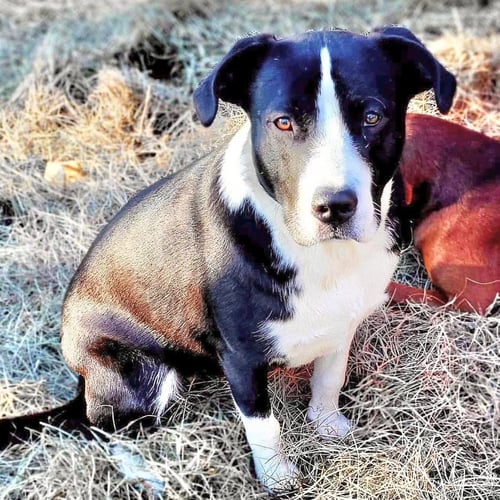 BOBBIE JO - Labrador Retriever / Border Collie available for adoption