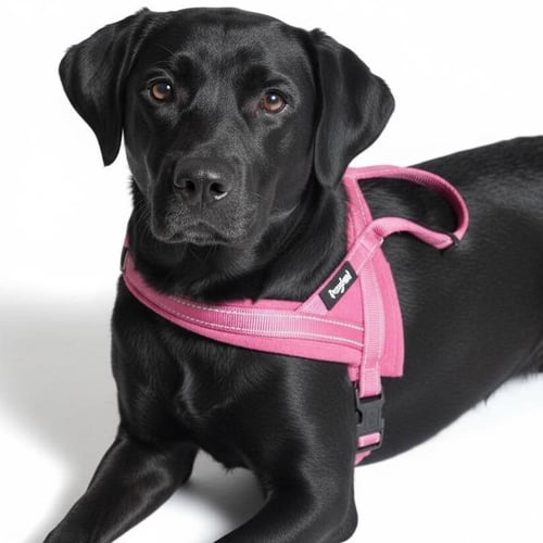 LILITH - Black Labrador Retriever available for adoption