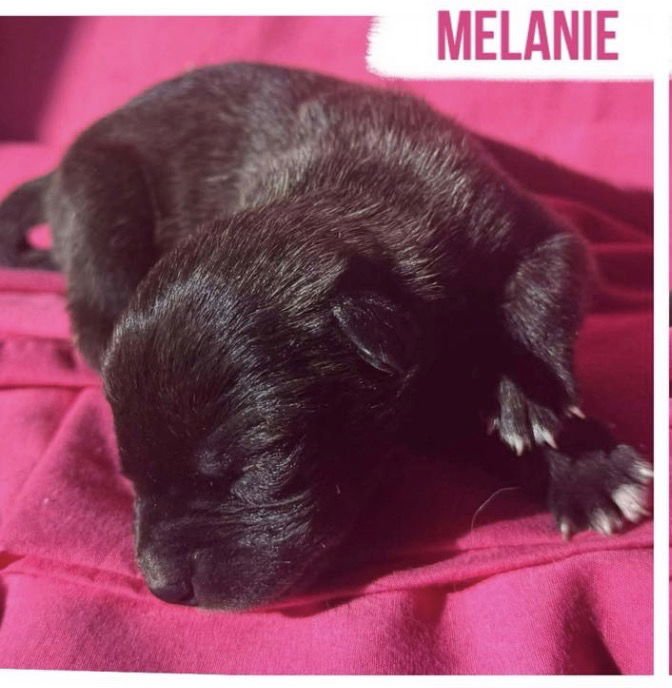 MELANIE - Shepherd available for adoption