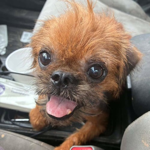 TOSH - Brussels Griffon available for adoption