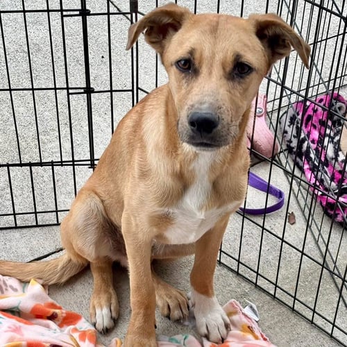 TOSHI - Labrador Retriever / Catahoula Leopard Dog available for adoption