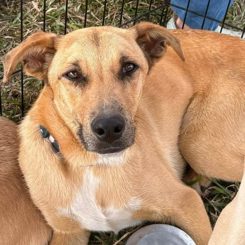 TOSHI - Labrador Retriever / Catahoula Leopard Dog available for adoption
