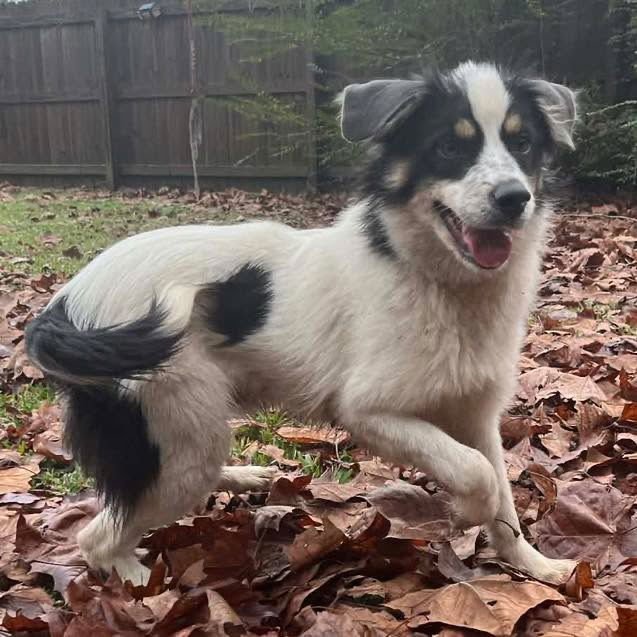 MARIO - Spaniel / Terrier available for adoption