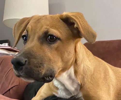 SNICKERS - Labrador Retriever available for adoption