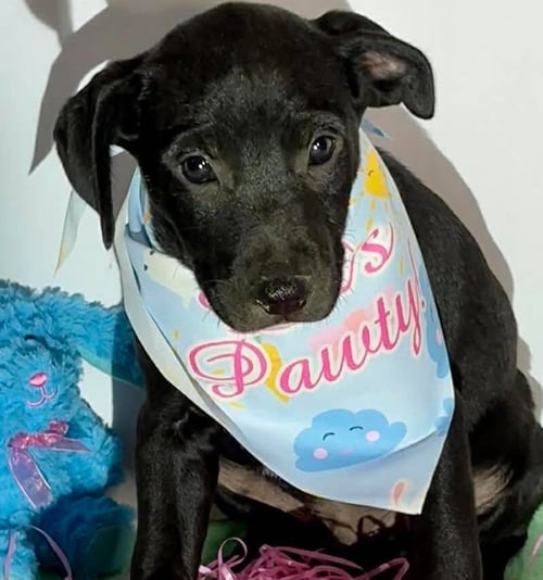 OLIVER - Labrador Retriever available for adoption