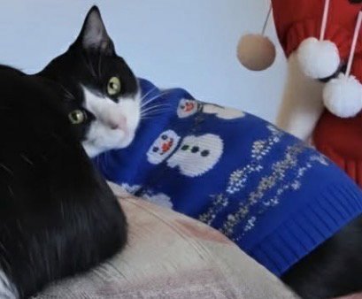 WILLOW - Domestic Medium Hair available for adoption