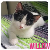 Willow - Photo 2
