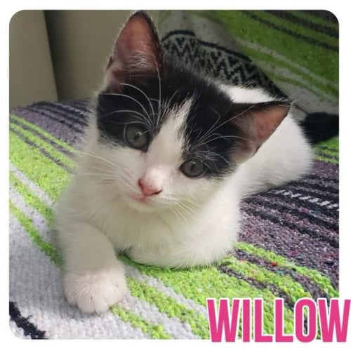 WILLOW - Domestic Medium Hair available for adoption