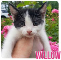 Willow - Photo 3
