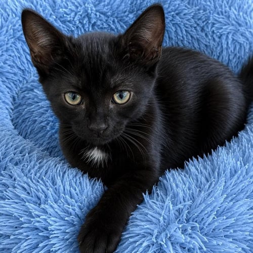 TEWEY - Domestic Short Hair available for adoption